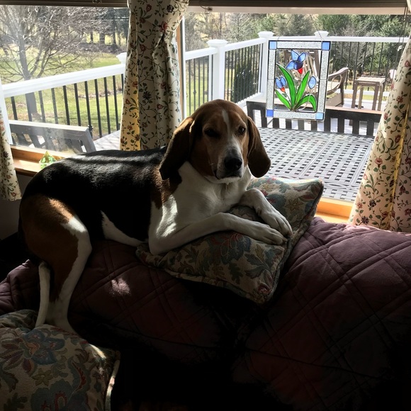 Treeing walker coonhound explained - Picture 3 of 15